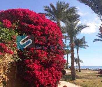 APPARTAMENTO 140 MQ SHARM EL SHEIKH